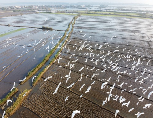 Thừa Thiên - Huế ra chỉ thị cấm săn bắt chim trời