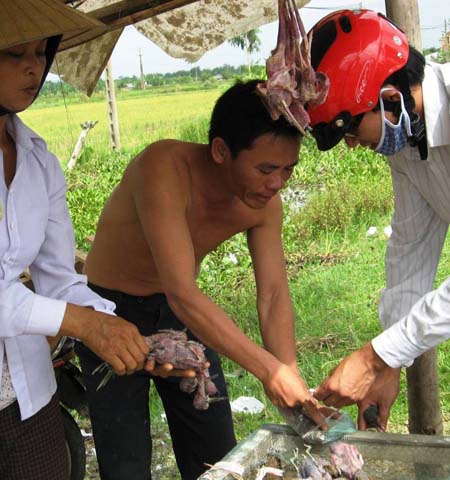 Hà Tĩnh : Mùa... tận diệt các loài chim