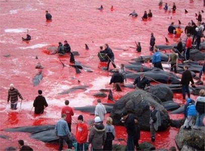 Ăn thịt là nguồn gốc của tai kiếp