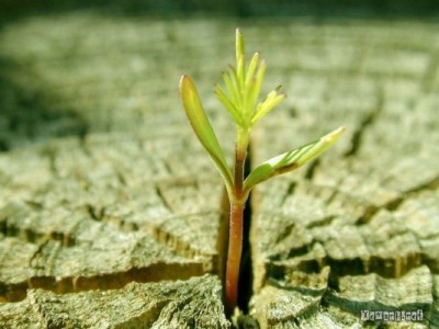 Tin nhân quả để sống hạnh phúc