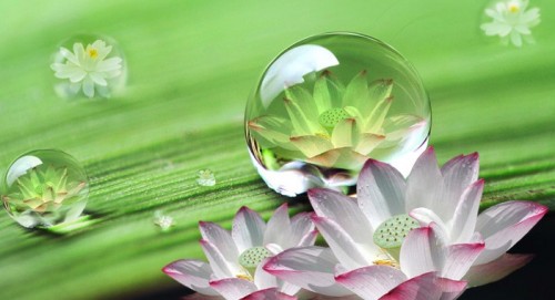 Thất lai có phải đúng bảy lần sinh tử?