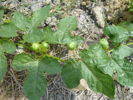 Ngăn chặn các biến chứng của tiểu đường bằng bài thuốc của đồng bào dân tộc