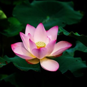 Tĩnh tâm - Giác pháp