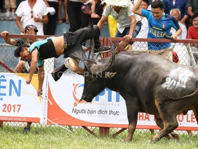 Trâu húc chết chủ, Bộ Văn hóa đề nghị dừng lễ hội Đồ Sơn