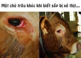 Nước mắt chú Trâu đã thay đổi cuộc sống của những người xẻ thịt