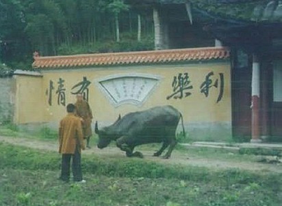 Trâu và Két vãng sanh lưu Xá Lợi