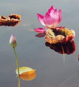 Tu về Tịnh độ