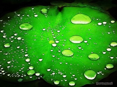 Bát chánh đạo với Tứ vô lượng tâm