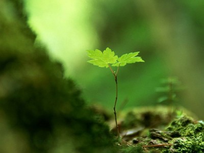 Ước mơ về quyền được sống để cống hiến