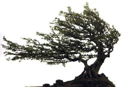 Xuân này con không về...