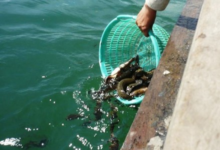 Ý nghĩa của việc phóng sanh