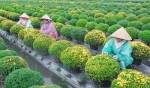Bảo vệ trái đất: Nông nghiệp thuận theo tự nhiên góp phần bảo vệ môi trường, sức khỏe và đời sống tinh thần(bài 4)