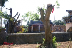 Cây cổ thụ đình làng bất ngờ bị cưa trụi trong đợt ra quân 'Ngày Chủ nhật xanh'