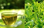 Chè xanh góp phần giảm axit uric cho người bị gút