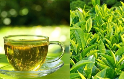 Chè xanh hỗ trợ cải thiện hội chứng chuyển hóa, bảo vệ đường ruột và góp phần giảm axit uric