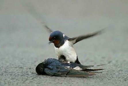 Chuyện của chim yến