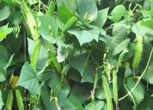 Bài thuốc đơn giản chữa dứt bệnh đau dạ dày 