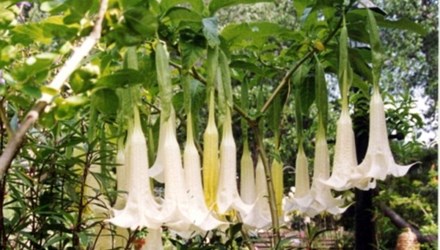 Cảnh báo độc dược thôi miên ‘Hơi thở của quỷ’ đã xuất hiện tại Việt Nam?