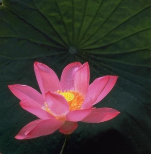 Một nếp sống an lành