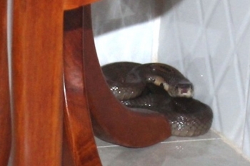 Hay ăn thịt rắn bị rắn độc cắn chết