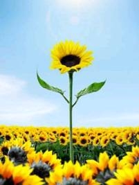 Vượt lên chính mình là điều khó nhất