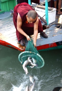 Thông báo: V/v tổ chức Lễ phóng sinh -Chia sẽ Pháp thoại