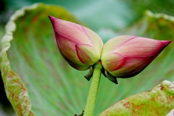 Đóa sen quý hiếm Tịnh Đế Liên