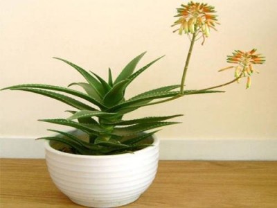 Những loại cây cảnh trồng trong nhà hút khí độc cực tốt 