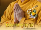 Đóa hồng tự tứ