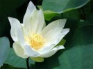Luận ngũ uẩn